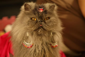 Download Filme Gatos Fios Dentais E Amassos Dublado Download Filme Gatos Fios Dentais E Amassos Dublado